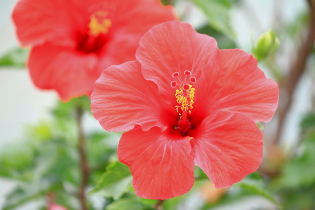 宮古島,キャバクラ,沖縄,観光,ブログ画像,植物,花